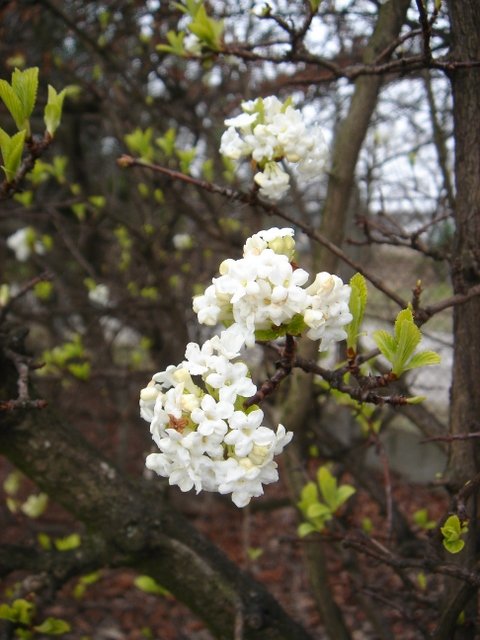 Viburnum fragrans 'Alba'